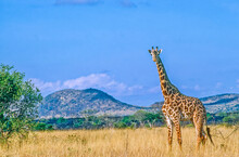 Reticulated Giraffe In Kenya Africa