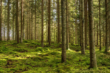 path in the forest