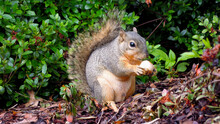 Squirrel Eating Some Nuts Acorn In A Park In Houston Texas In The Forest America Travel Wildlife Grey Gray Adventure Photography Great Outdoors Saving For Rainy Day Leaves Close Up 