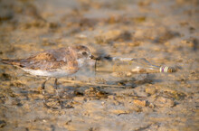 A Dobule Exposed Image With Greater Sand Plover And The Garbage Dump At Busaiteen Coast Of Bahrain