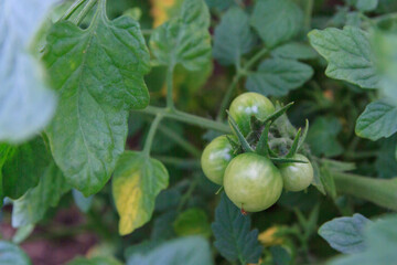 Wall Mural - Small green tomatoes ripen in the greenhouse in summer