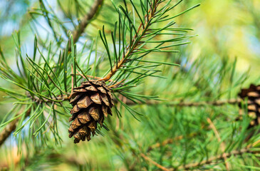 Wall Mural - single closed brown lodgepole pinecone on a pine branch with green needles in forest of mountains