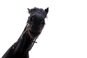 Unusual portrait of a black horse isolated on white background, bottom view, copy space