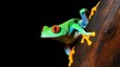 © Alex Stemmer - red-eye tree frog  Agalychnis callidryas