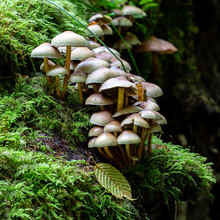 Close Up Of Mushrooms In The Autumn Forest
