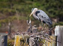 Great Blue Heron Family Roosting In The Pilings Nesting And Caring For Their Young