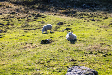 sheep grazing in the field