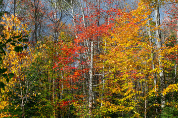 Colorful autumn trees in Michigan upper peninsula countryside