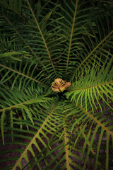Wall Mural - Green fern vegetation Creative tropical green leave in a forest. Nature spring concept. 
