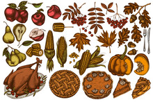 Vector Set Of Hand Drawn Colored Pumpkin, Fork, Knife, Pears, Turkey, Pumpkin Pie, Apple Pie, Corn, Apples, Rowan, Maple, Oak