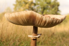 The Cap Of An Old Big Brown Parasol Mushroom Closeup With Lamellae And Spores In The Forest In Autumn
