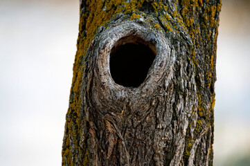 Close-up of black bottomless hollow in an autumn tree