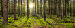 Beautiful panoramic forest with the morning sun shining through the trees.
