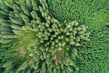 Poster - Vertical aerial view of spruce and fir forest (trees) lake and meadow, Pokljuka, Slovenia.