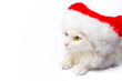 © alia.kurianova - Merry Christmas and Happy New Year greeting card template. White cat wearing a Santa Claus hat. Holiday concept. Copy space for design.