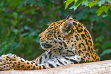Leopard Resting On A Wooden Branch
