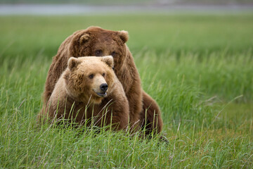 Wall Mural - Grizzly Bears Mating, Hallo Bay, Katmai National Park, Alaska