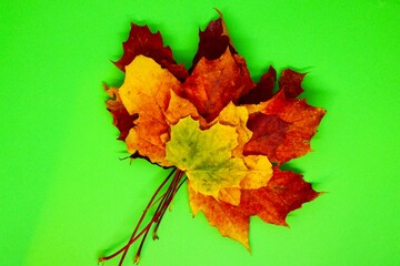 red maple leaves on green background 