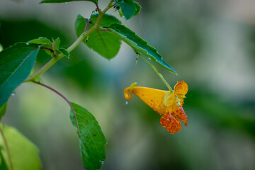 Wall Mural - Close up of a fiery orange bloom of a Common Jewelweed (Impatiens capensis). Autumn in Raleigh, North Carolina.