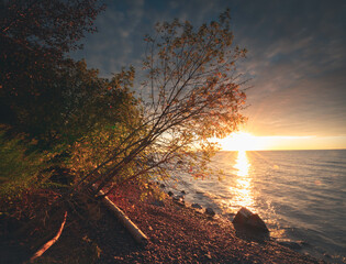 Wall Mural - Sunset over the beach with trees on the beach