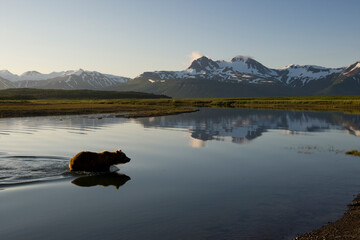 Wall Mural - grizzly bear, katmai national park, alaska