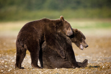 Grizzly Bears, Katmai National Park, Alaska