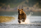 Fototapeta  - Grizzly Bear, Katmai National Park, Alaska