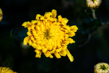 Closeup Of Yellow Chrysanthemums