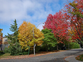 Sticker - Residential street with trees in fall colors