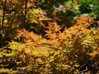 Wall Mural - Colorful leaves of trees in autum