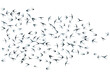 © SunwArt - Flying martlet birds silhouettes vector illustration. Migratory martlets group isolated on white.