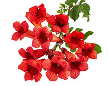 Red Flowers Of Campsis, Radicans Grandiflora (trumpet Creeper Vine) Climbing Blooming Liana Plant, Isolated On White Background