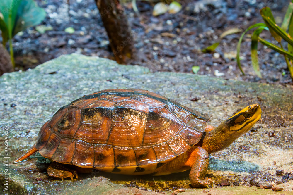 Translucent Coin Turtle The golden coin turtle (Cuora trifasciata) is a species of turtle ...