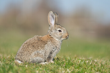 Rabbit hare while looking at you on grass