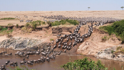 Wall Mural - ultra wide angle shot of wildebeest herd crossing the mara river