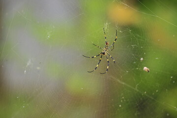 spider on web