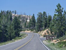 Scenic Drive Along Paved Winding Roads With Pine Trees On The Roadsides At Bryce Canyon National Park, Utah.