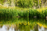 Fototapeta Boho - Yellow flag iris (Iris pseudacorus) at riverside