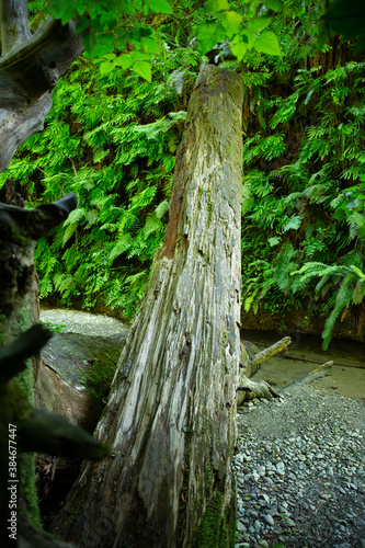 Fotomural Fallen tree trunk spans across a canyon growing with moss and ferns