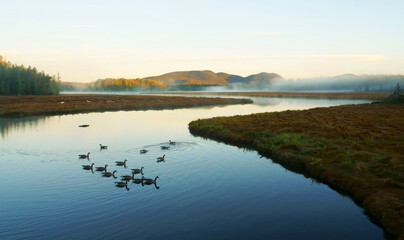 Wall Mural - landscape of morning river with goose on water surface