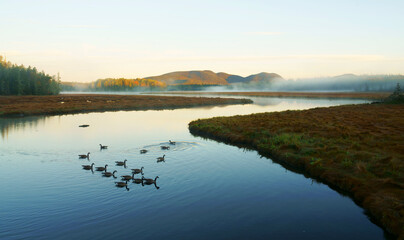 Poster - landscape of morning river with goose on water surface