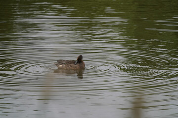 duck in the water