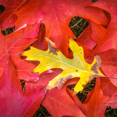 Wall Mural - Autumn collage of vibrant red leaves topped by a golden leaf