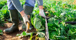 © JackF - Closeup of head of ripe savoy cabbage harvested by hands of male farmer on farm field..