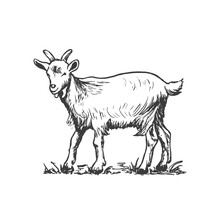 Goat, Farm Animal. Vector Hand Drawn Sketch Style Illustration.