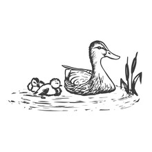 Floating Duck With Ducklings. Vector Hand Drawn Sketch Style Illustration.