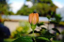 Unopened Bud Of Gumamela Flower In The Garden, With Bokeh In The