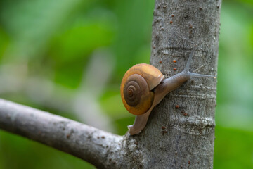 Thai  Snail or Soil Snail (Hemiplecta Distincta) on the tree leaf  (Hemiplecta Distincta) on the tree leaf in the garden after rain