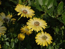 Blooming African Yellow Daisy Flowers In The Garden