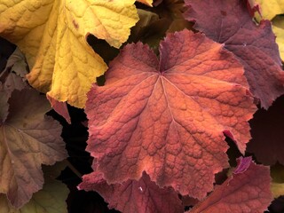 Wall Mural - Close up of colorful coral bells mega caramel leaves